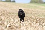 SCHIPPERKE 456